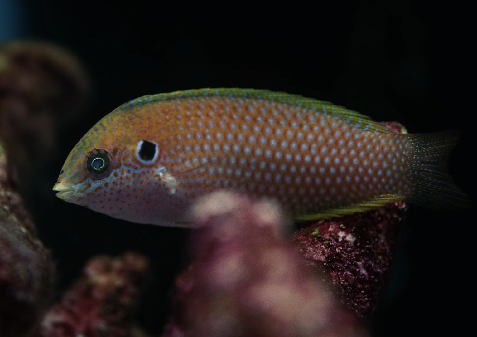 Earmuff Wrasse — Saltwater aquarium livestock