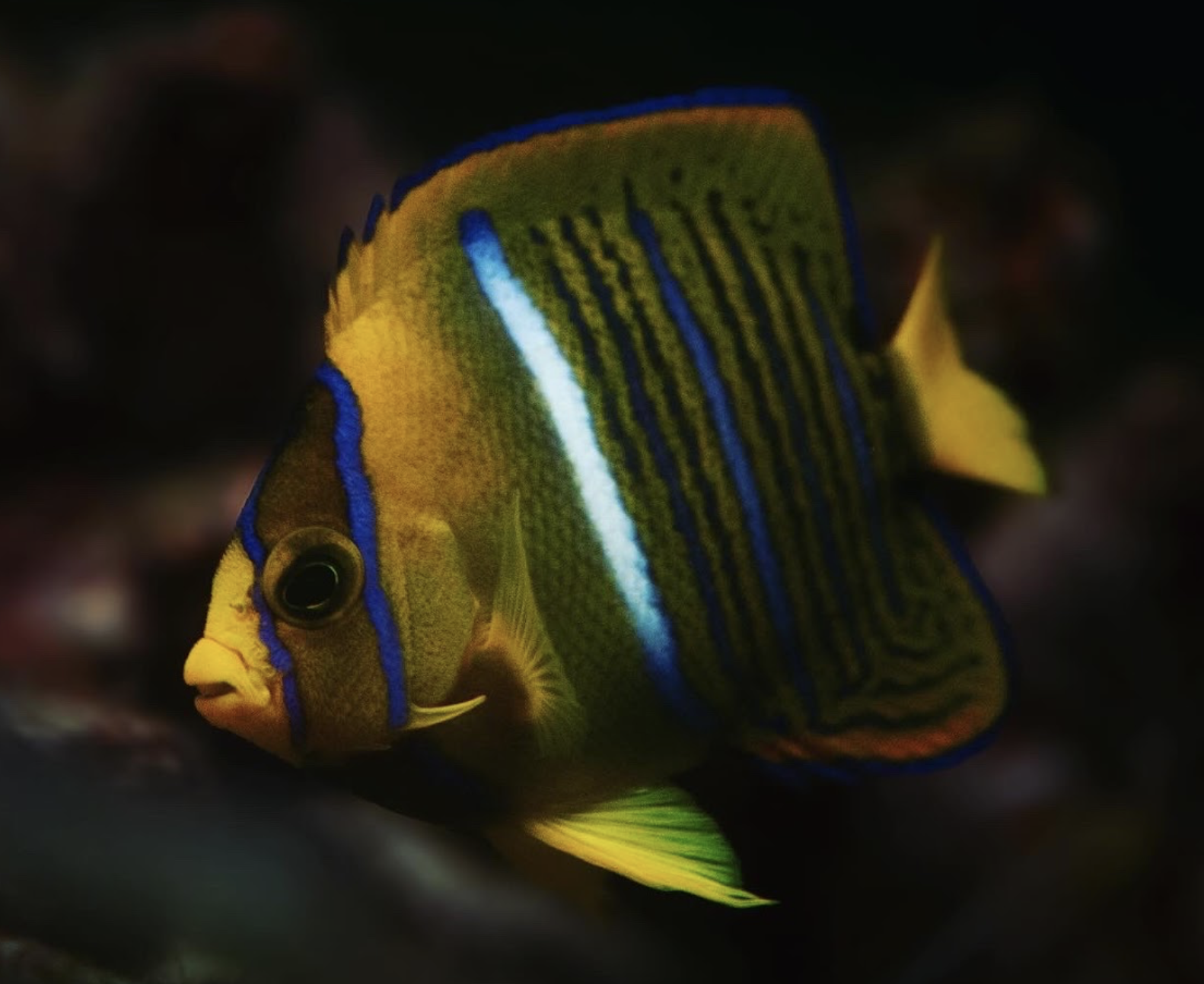 Passer angelfish — Marine aquarium livestock