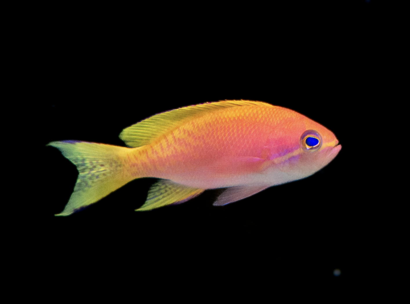 Bimaculatus anthias — Reef aquarium livestock