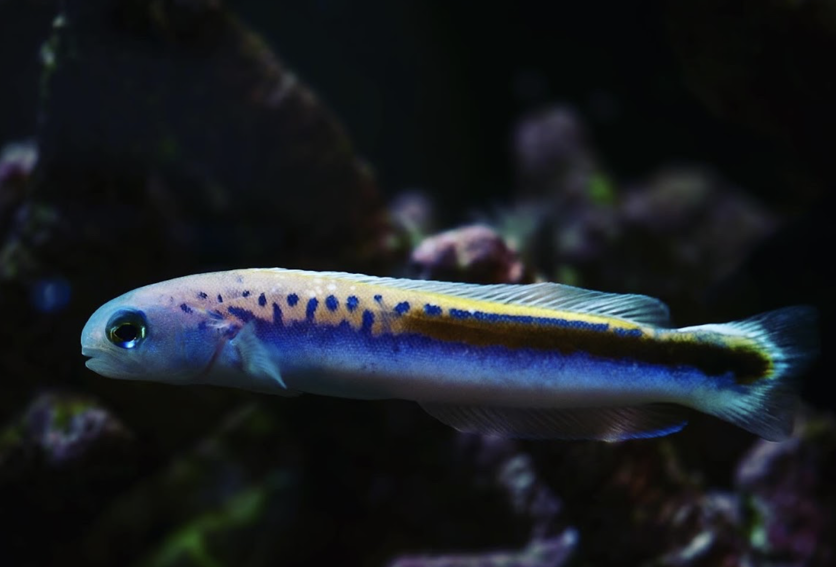 Bluehead Tilefish — Deep Reef aquarium livestock