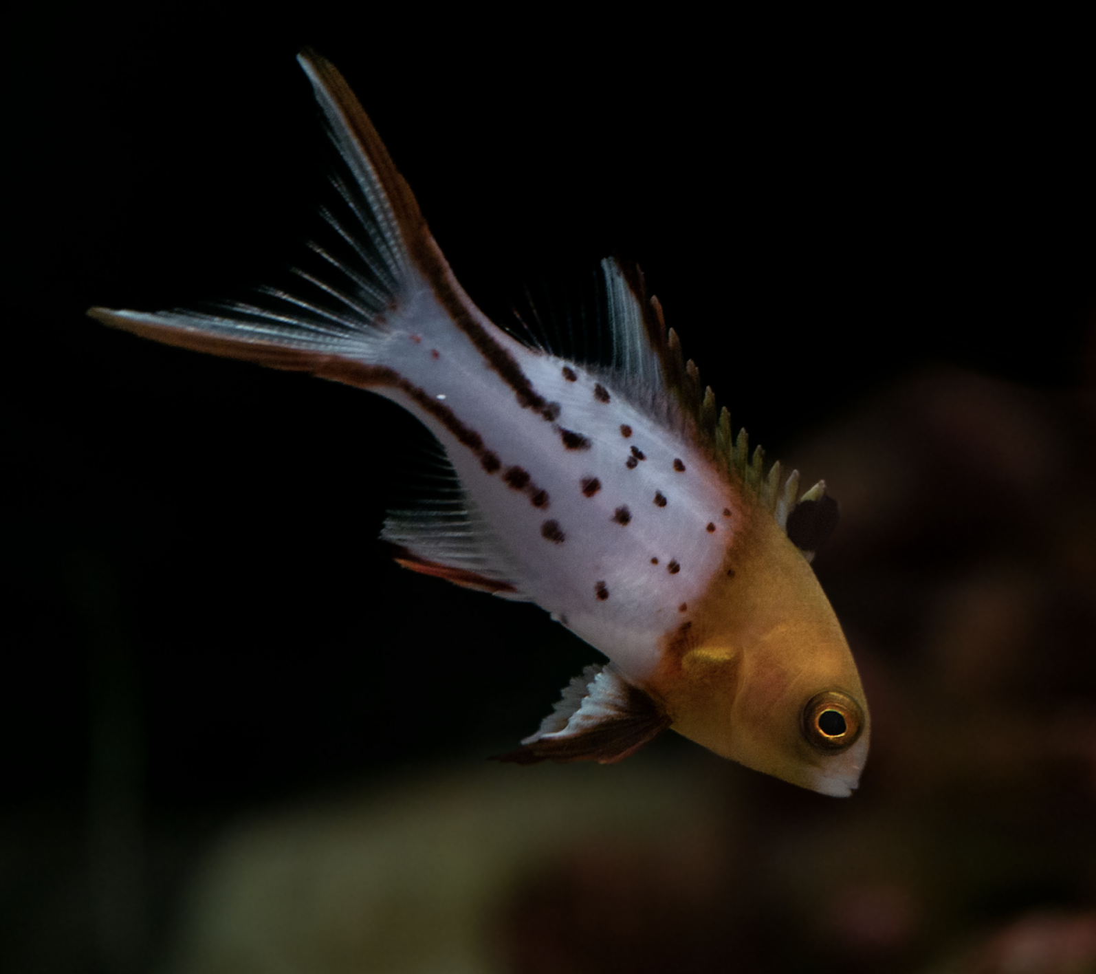 Lyretail hogfish — Wrasse aquarium livestock