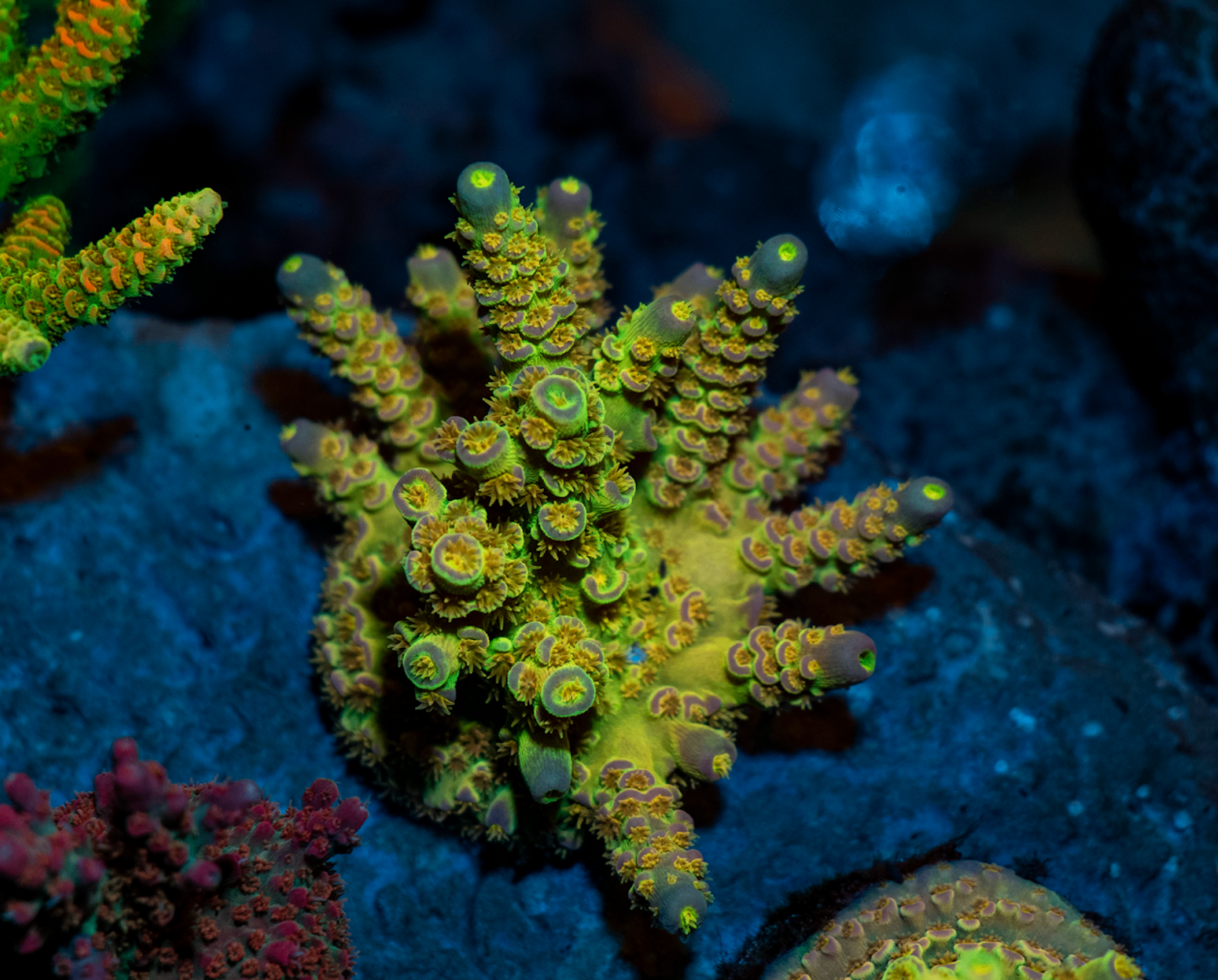 A yellow-green Acropora coral colony