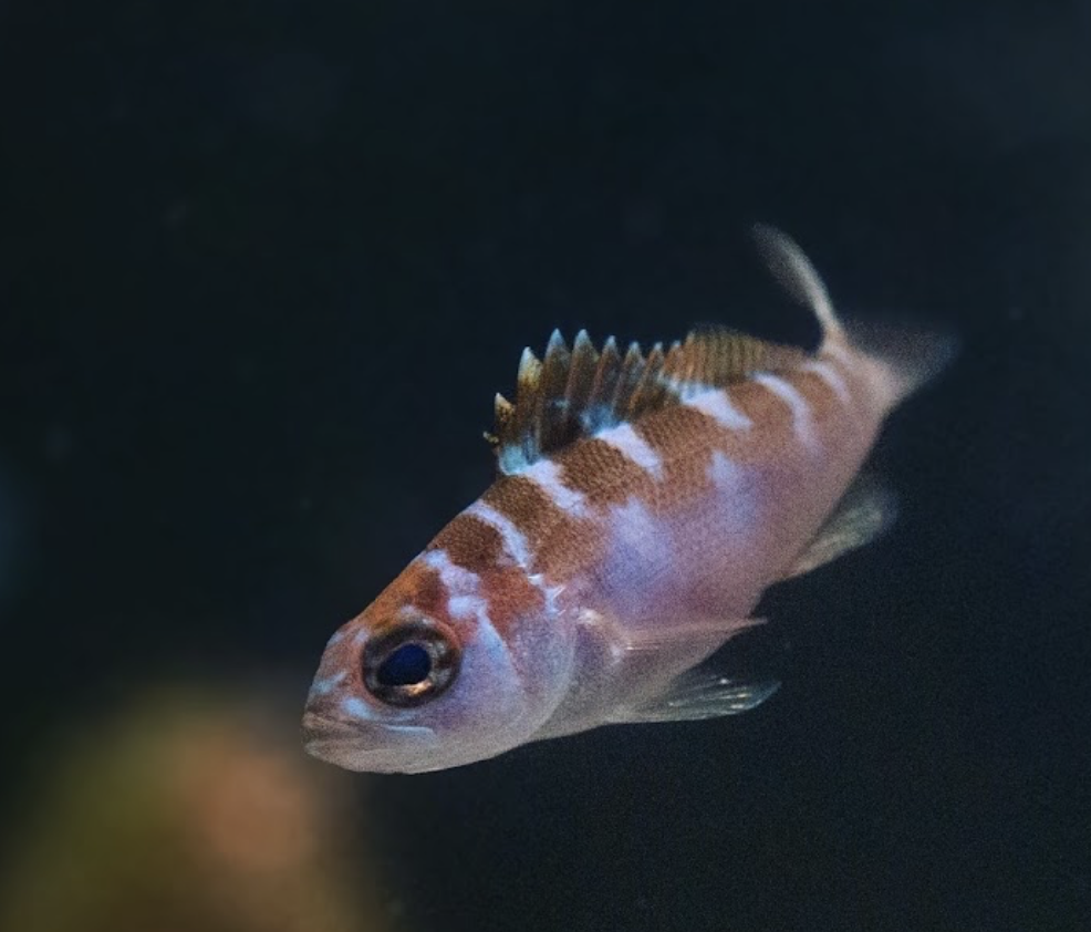 Swiss Guard Basslet — Rarity aquarium livestock