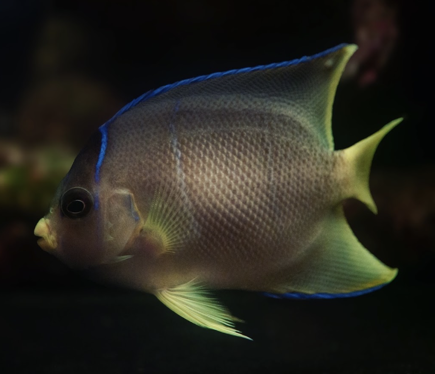 Blue angel fish — Saltwater aquarium livestock