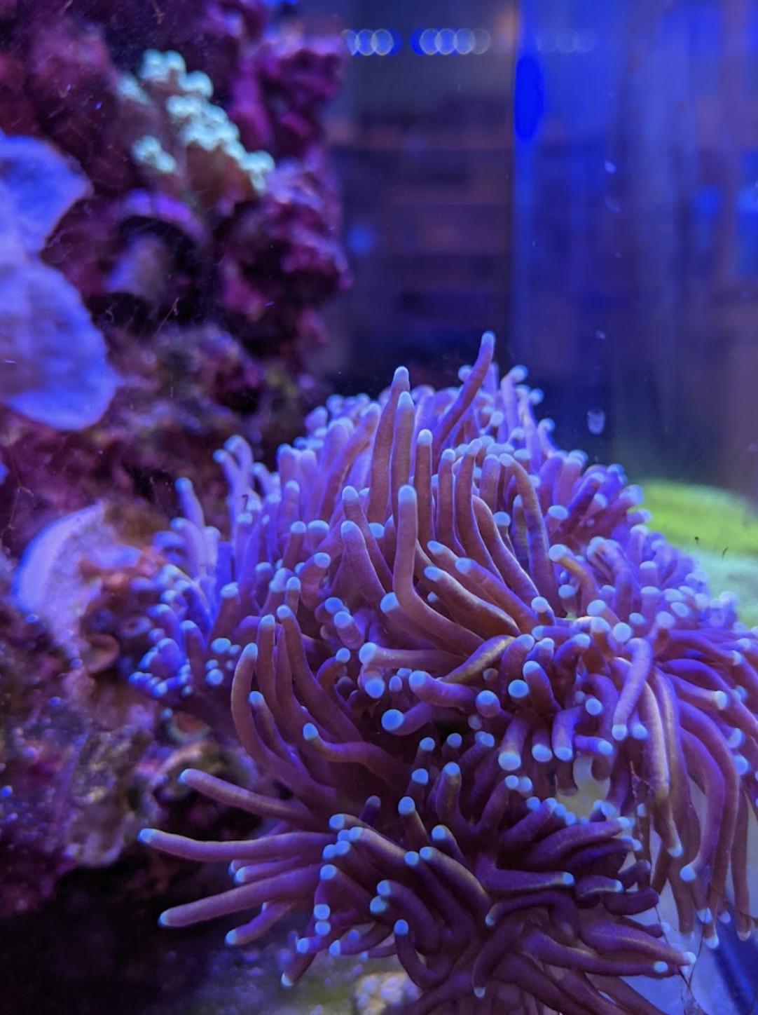 A purple torch coral