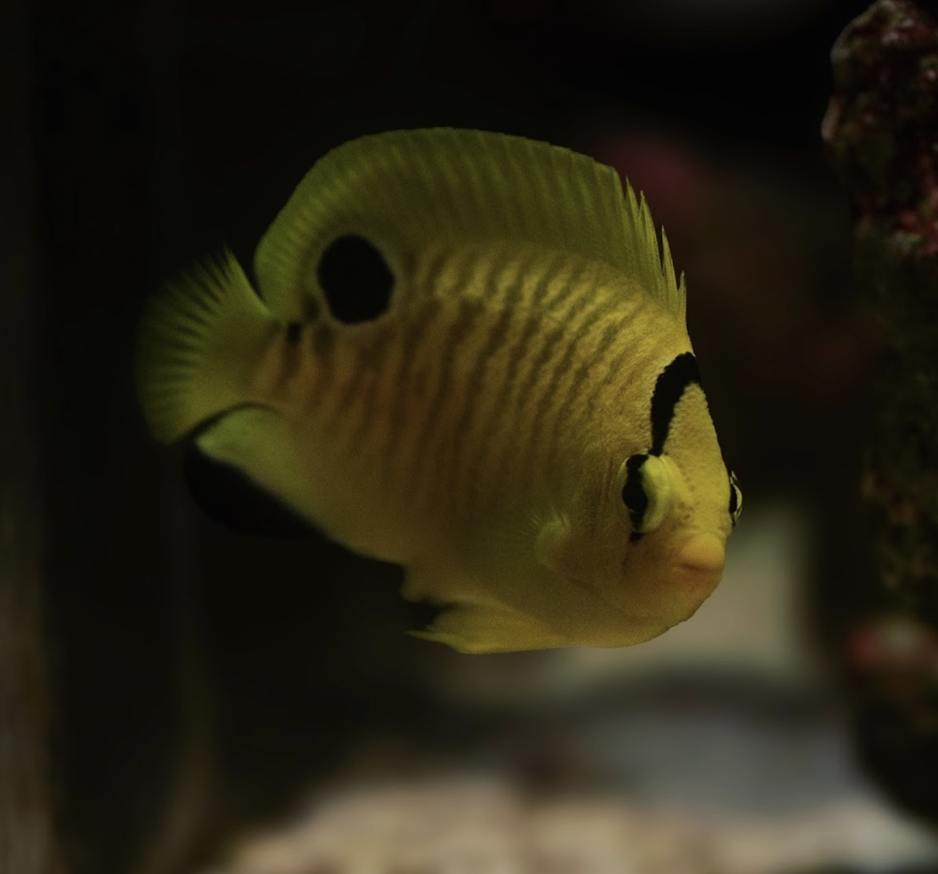 Juvenile Goldflake Angelfish — Marine aquarium livestock