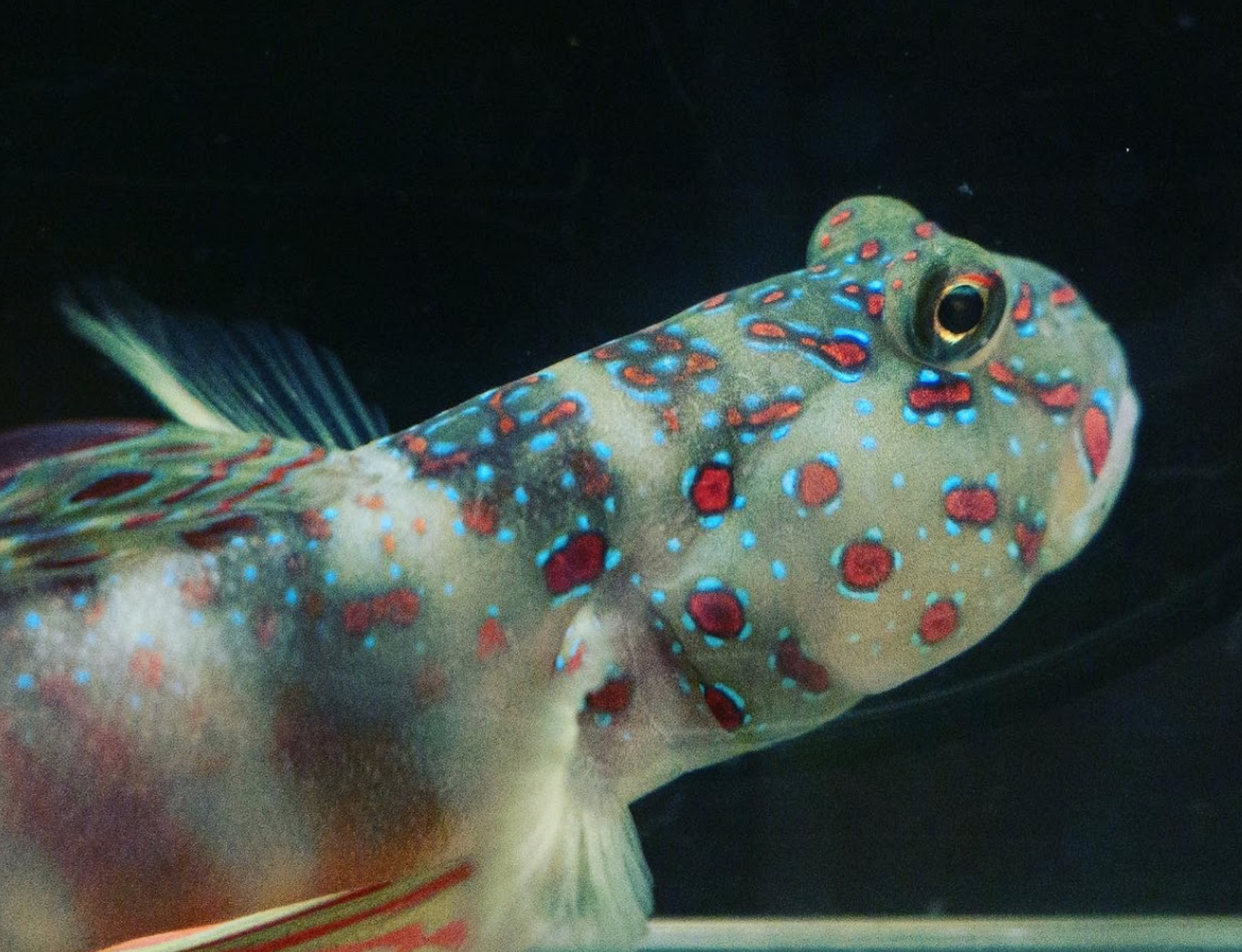 Spotted goby