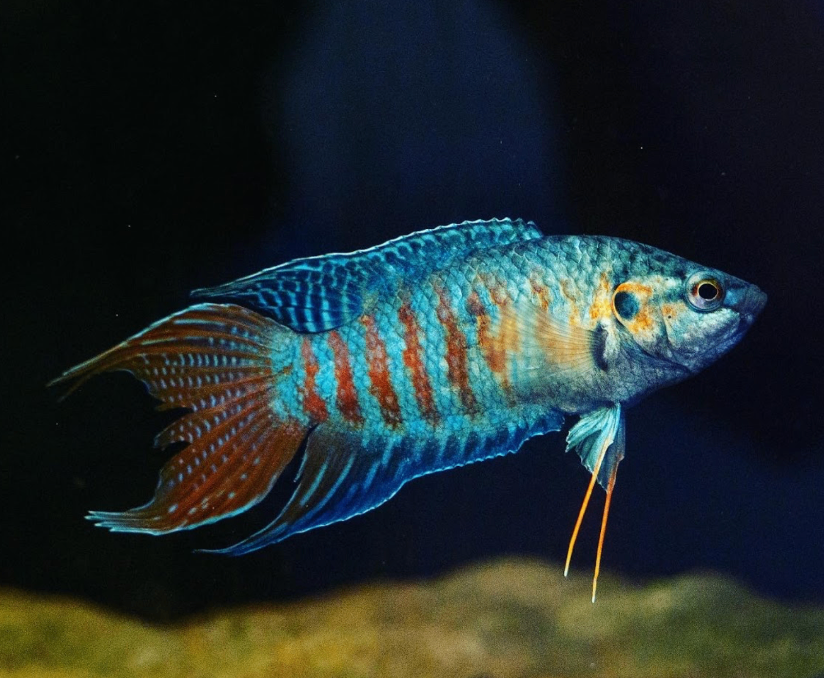 Paradise gourami — Freshwater aquarium livestock
