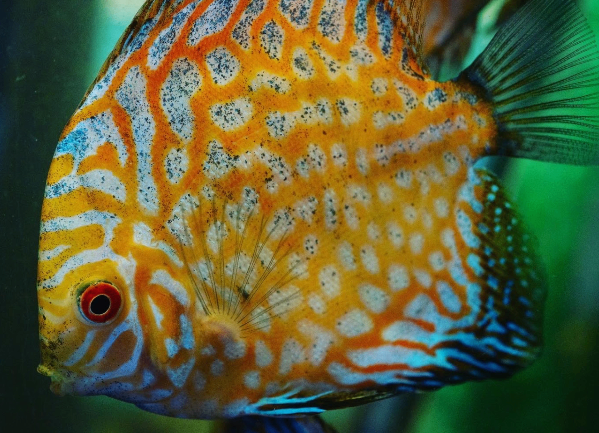 Discus — Freshwater aquarium livestock