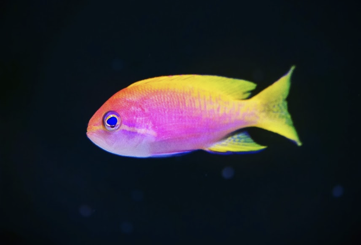 Bicolor anthias — Reef aquarium livestock