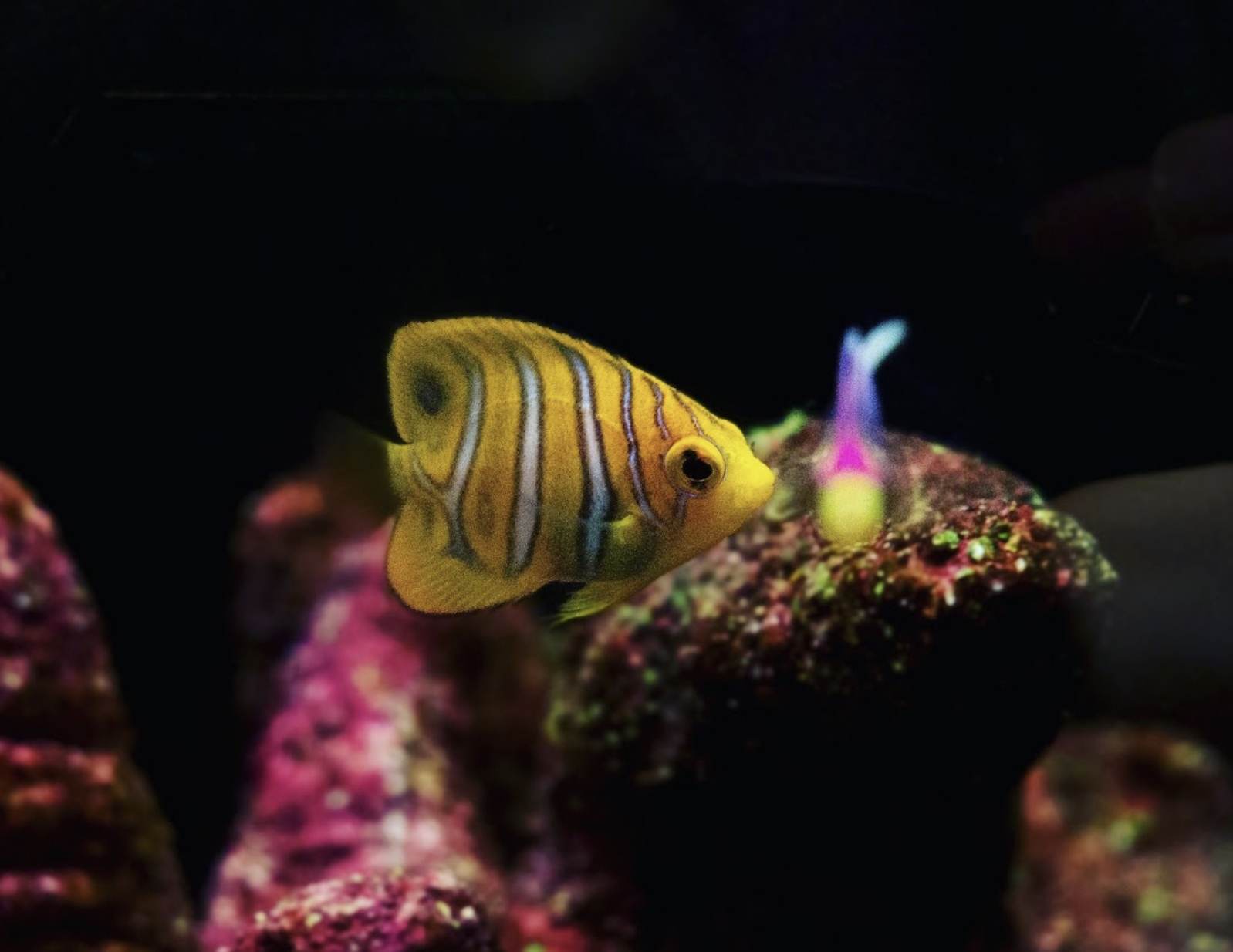 Juvenile Koran Angelfish — Juvenile aquarium livestock