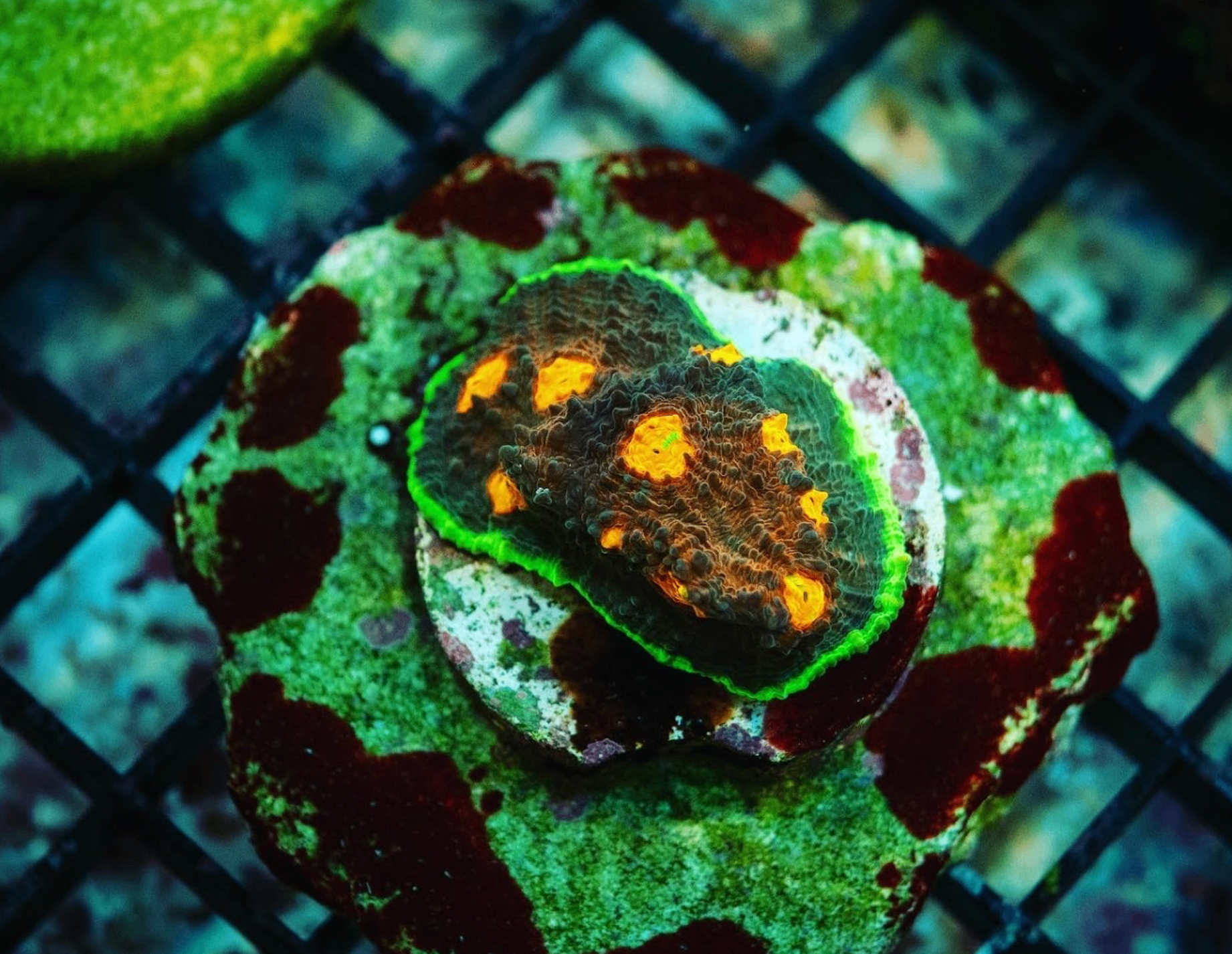A bright coral frag under aquarium lighting