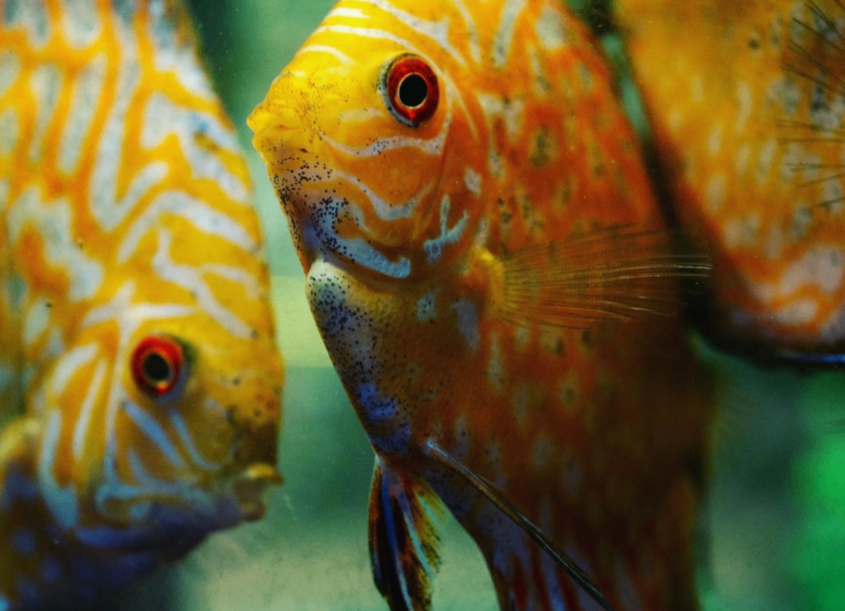 Discus pair — Freshwater aquarium livestock